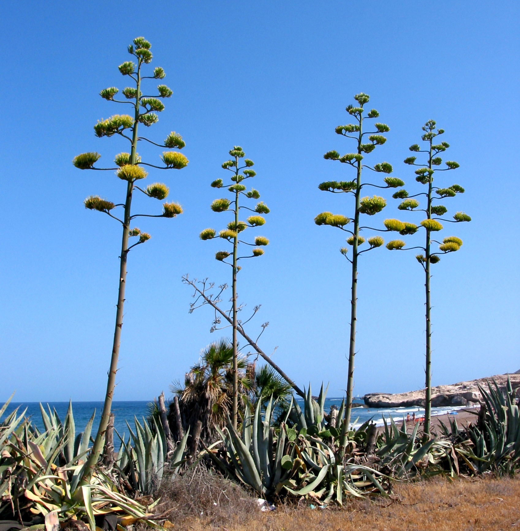 Cabo de Gata